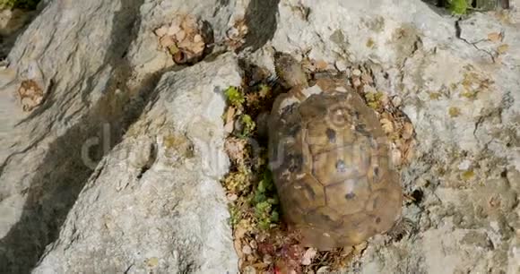 乌龟在岩石上行走视频的预览图