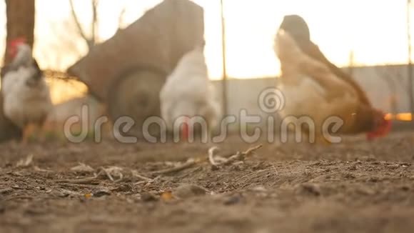小鸡在离焦的背景视频的预览图