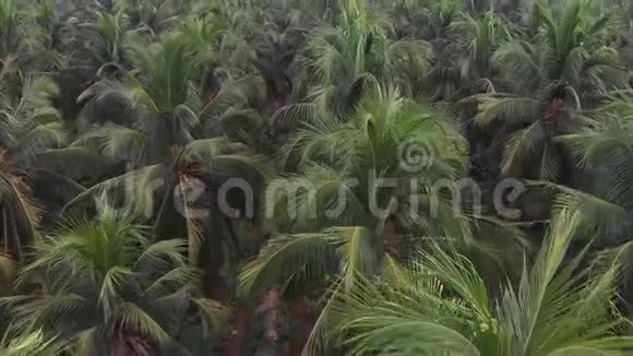 从无人驾驶飞机鸟瞰印度农村椰子种植槽喀拉拉邦视频的预览图