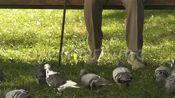 老年妇女在公园给鸽子扔面包喂鸟免费领取养老金视频的预览图