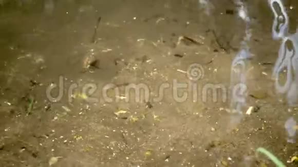 在晶莹剔透的森林湖的水面上荡漾视频的预览图