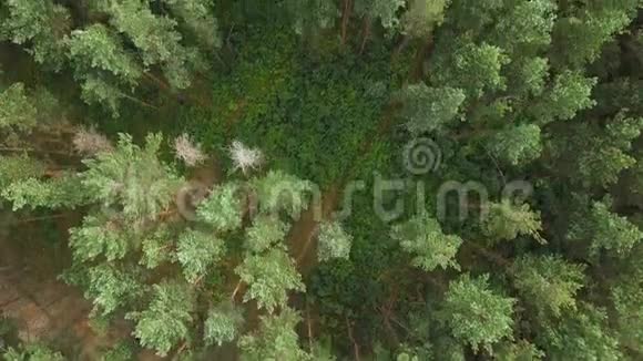 空中史诗般的无人机飞行镜头越过美丽的松树顶部在绿色的夏日森林中有着山谷没有人视频的预览图