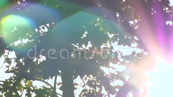 阳光照进相机它照进树冠的树枝间视频的预览图