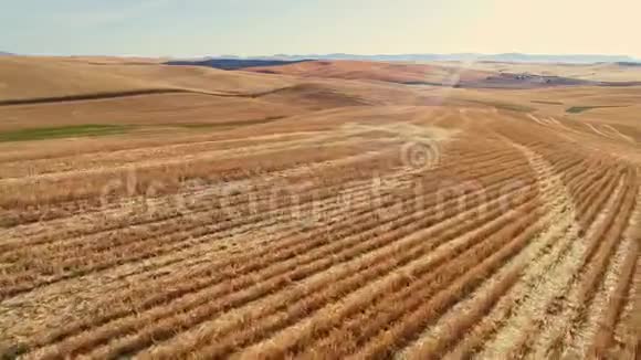 收割小麦后剩下的黄金田视频的预览图
