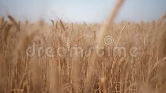 丰收的粮食大片麦田上的金色小穗对天空视频的预览图