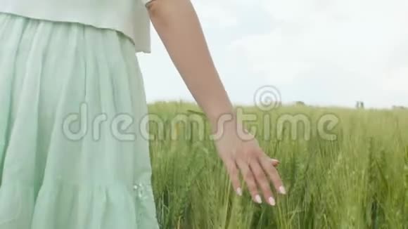 年轻女子走在一片麦田和大麦的耳朵里一个女孩用手摸耳朵享受和谐的概念视频的预览图
