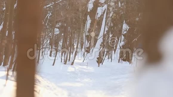年轻的运动夫妇在冬季森林慢跑大雪视频的预览图