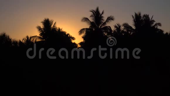 椰子棕榈树的剪影在凉爽的晚风中跳舞后面有一个戏剧性的日落4K视频的预览图