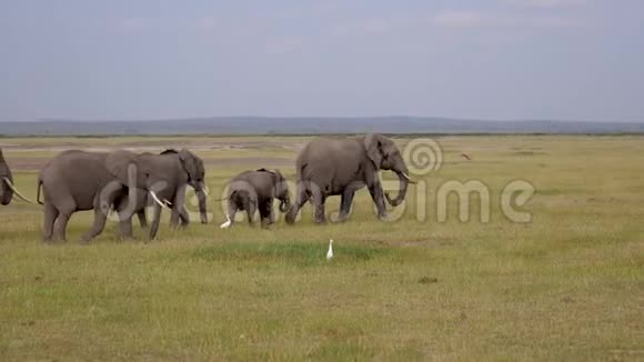 大草原上的大象和婴儿从危险中奔跑视频的预览图