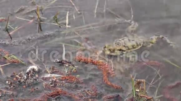 池塘水中常见的蟾蜍视频的预览图