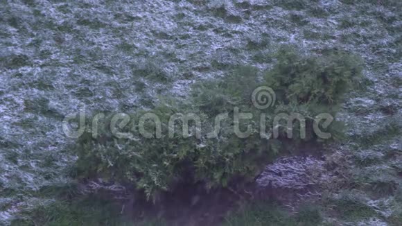 冬天的绿灌木视频的预览图