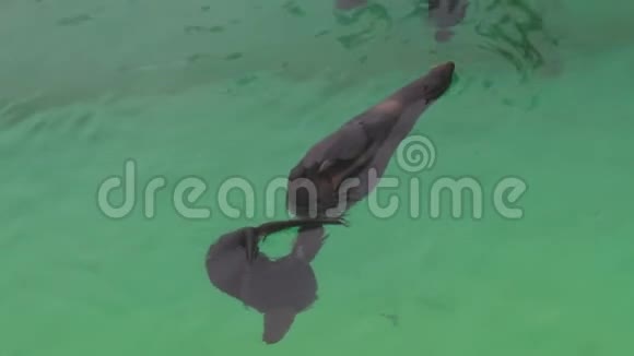 动物园池塘里的毛皮海豹视频的预览图