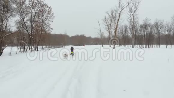 在冬天雪上雪橇狗比赛中躲在雪橇后面的马瑟视频的预览图