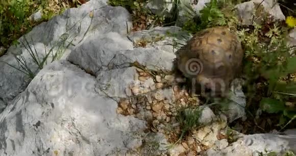 乌龟在岩石上行走视频的预览图