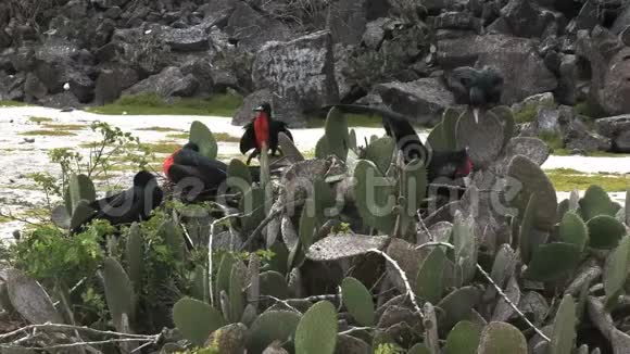 加拉帕戈斯群岛伊斯拉根诺维萨的仙人掌植物上的雄性护卫鸟视频的预览图