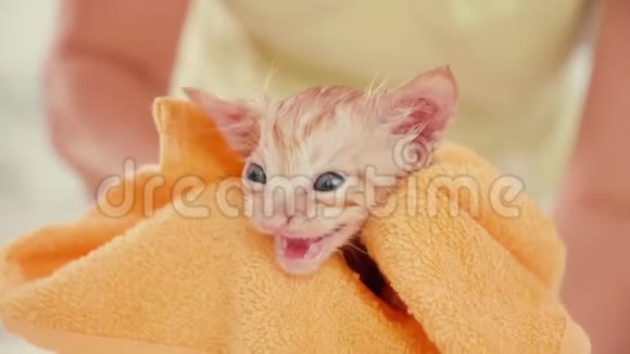 女人的手轻轻地擦干小猫的毛巾视频的预览图