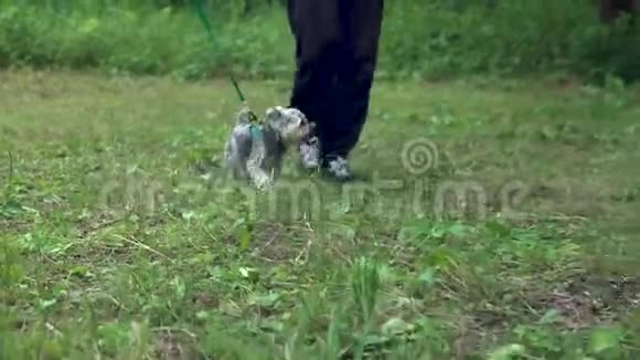 约克郡的一只小狗带着主人走漫步在绿色的草地上视频的预览图