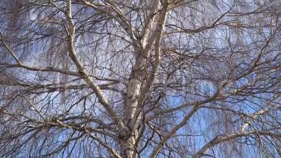 一棵没有叶子的桦树的树干视频的预览图