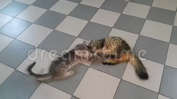 两只猫在地板上互相玩耍和打架视频的预览图