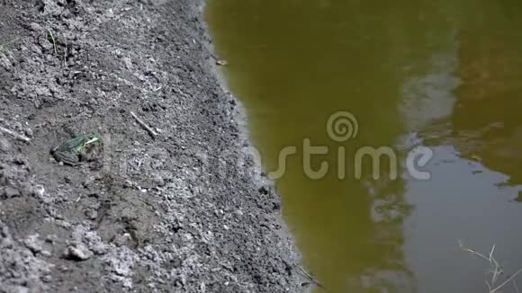 大蟾蜍跳进绿色沼泽慢动作水中的青蛙视频的预览图
