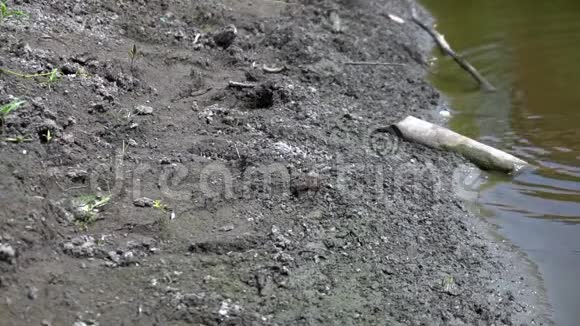 大蟾蜍跳进绿色沼泽慢动作水中的青蛙视频的预览图