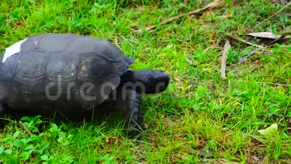 乌龟和青草视频的预览图