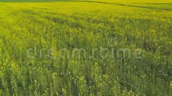 白俄罗斯美丽的农田里盛开着油菜花无人机视角视频的预览图