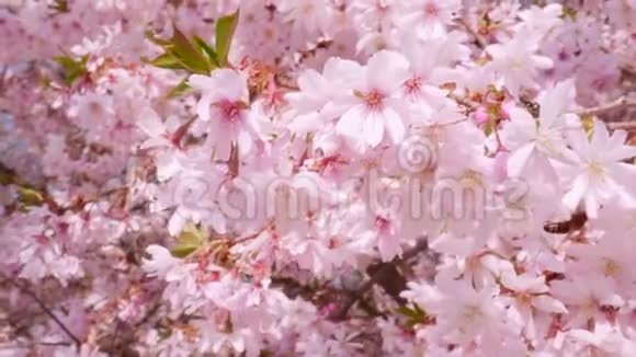 春天蜜蜂在盛开的粉红色花朵上采集花蜜K4特写视频的预览图