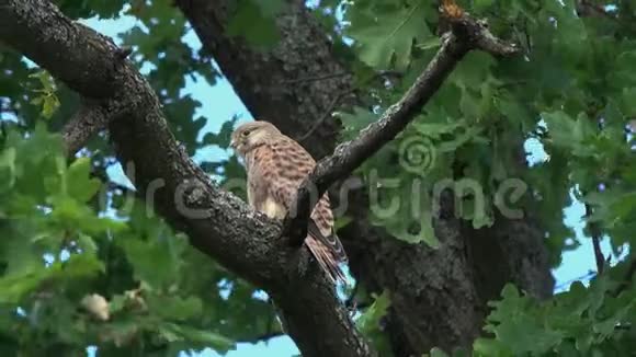 一只年轻的公隼坐在橡树枝上等待父母的喂养视频的预览图