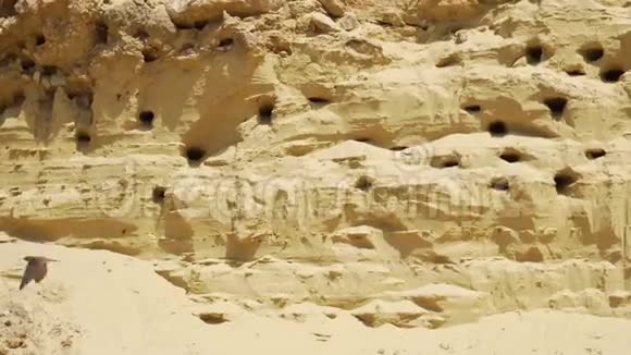 燕子窝在沙山里视频的预览图