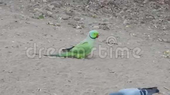 几秒钟后一只鹦鹉飞了起来一些鸽子在印度吃谷物视频的预览图
