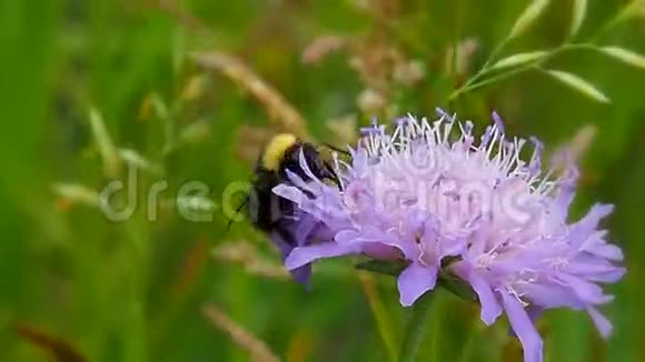 粉红花草地上的蜜蜂采集花蜜视频的预览图
