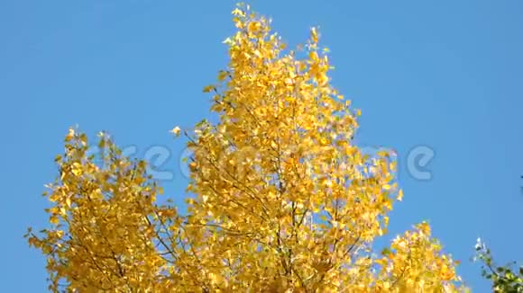 有黄色叶子的树顶视频的预览图