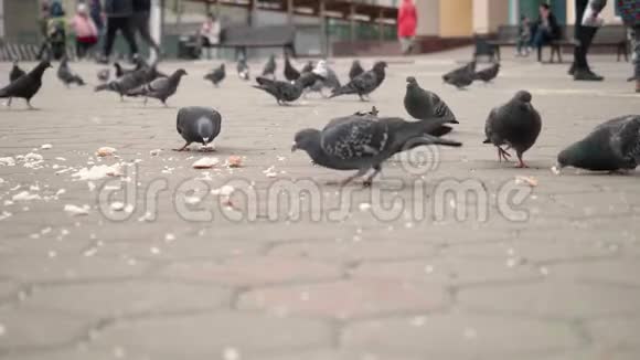 靠近城市广场上吃白面包的鸽子的视野视频的预览图