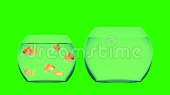 金鱼跳跃到更大的水族馆美丽的3D动画绿色背景完美的使用您的背景视频的预览图