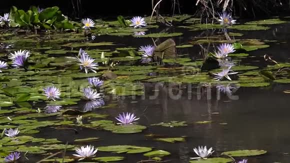 肯尼亚马赛马拉公园的水洞里的百合花视频的预览图