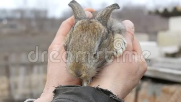一只刚出生的小兔子在外面的一个男农手里视频的预览图