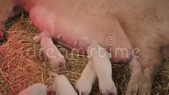 饥饿的新生仔猪是母乳喂养的猪视频的预览图