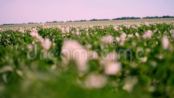 特写不锐利的焦点开花的土豆淡粉色的花开在农场的土豆灌木丛上马铃薯种植视频的预览图