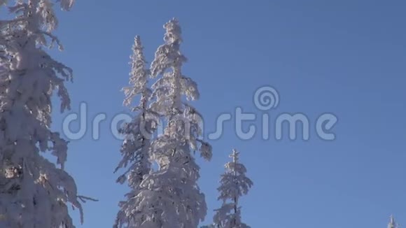 冬天冰霜雪成群的落叶松随风摆动Kolyma视频的预览图