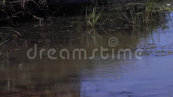 肯尼亚马赛马拉公园水洞里的百合花视频的预览图