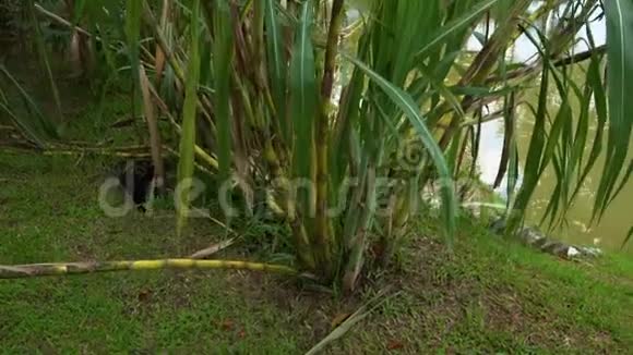 热带花园里的甘蔗视频的预览图