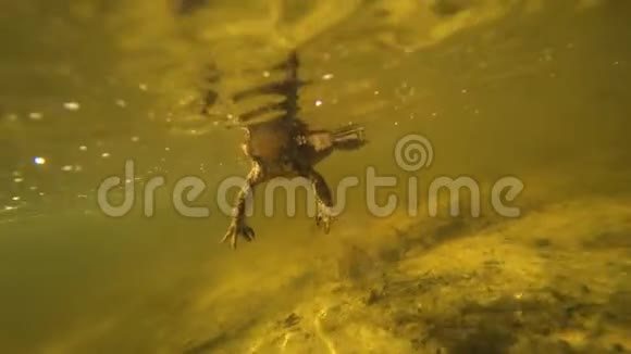 水下的蟾蜍在照相机后面游动视频的预览图