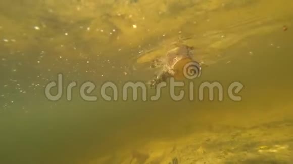水下蟾蜍跳上摄像机跟着它移动视频的预览图