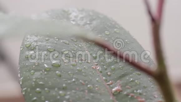 在橡胶花的花瓣上下雨视频的预览图