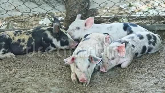 一小群有斑点的小家猪躺在床上视频的预览图