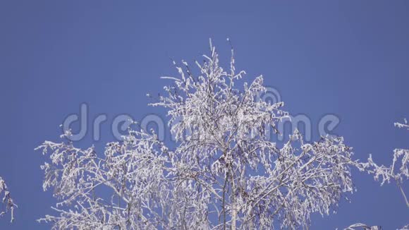 下面是白雪覆盖的树枝视频的预览图