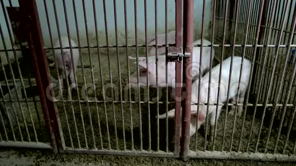 动物农场笼子里的猪视频的预览图