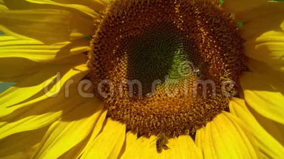 向日葵圆盘上蜜蜂的特写视频的预览图