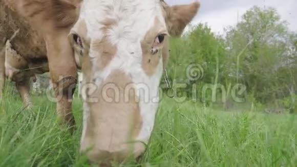 奶牛在绿色的草地上嚼草视频的预览图
